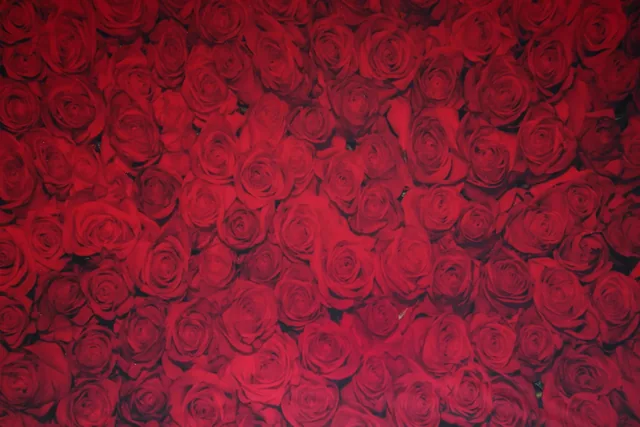 Red rose backdrop design